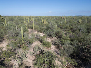 baja california sur mexico aerial view of cactus forest near the sea