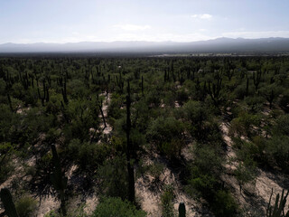 Fototapeta na wymiar baja california sur mexico aerial view of cactus forest near the sea