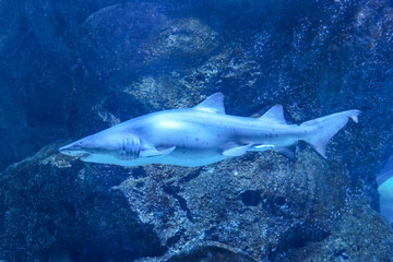 Scary shark with sharp teeth protruding from its mouth underwater world, side view