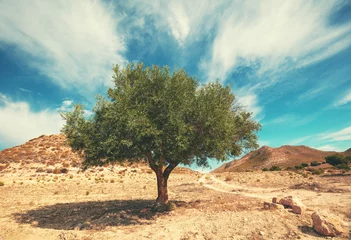 Fotobehang Nature landscape with a lonely olive tree in the mountain desert on a sunny day © vvvita