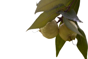 Rose apple or Syzygium jambos (L.) Alston on tree with drops isolated on white background included clipping path. Is fruit and herb.