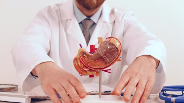 Doctor is holding anatomical model stomach folded hands above head like house roof