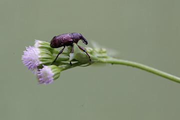 A boll weevil is foraging on wild grass flowers This insect, which is known as a pest of cotton...