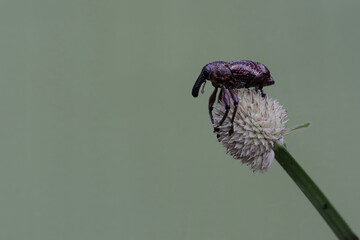 A boll weevil is foraging on wild grass flowers This insect, which is known as a pest of cotton...