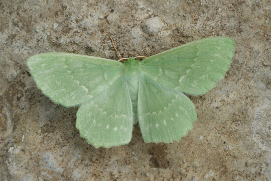 Closeup on the colorful soft green Large Emerald geometer moth, Geometra papilionaria with spread wings