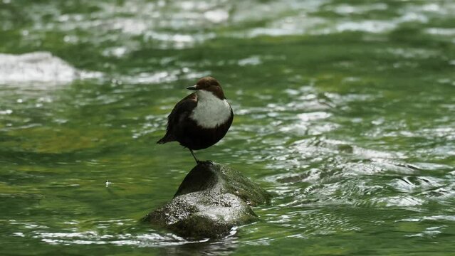 White-throated dipper (Cinclus cinclus), 4K footage