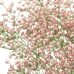 home decorative indoor plants in multiple Style no background, beautiful assets, no background...