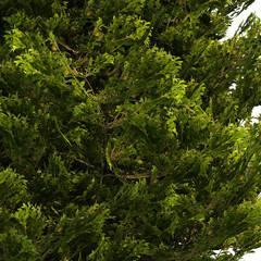 home decorative indoor plants in multiple Style no background, beautiful assets, no background flowers and plants