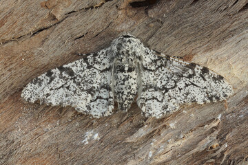 Closeup of the white speckled form of the peppered moth ,Biston betularia, with open wings on a...