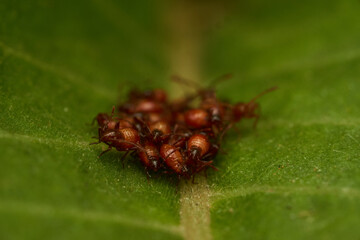 Small newborn insects colored board on green leaf