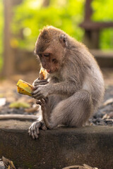 Japanese macaque sitting on a branch