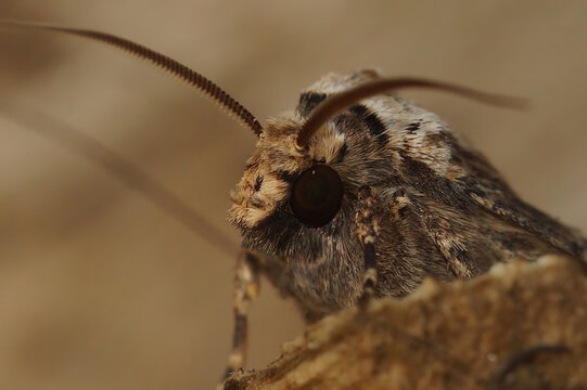 Closeup on the shuttle-shaped dart owlet moth, Agrotis puta sitting on wood