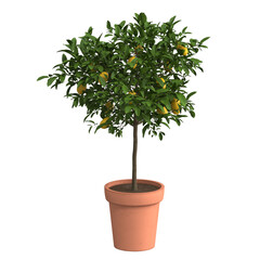 home decorative indoor plants in multiple Style no background, beautiful assets, no background flowers and plants.