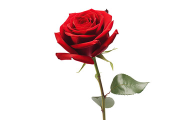 A single vibrant red rose stands elegantly against a trasparent background ready for design