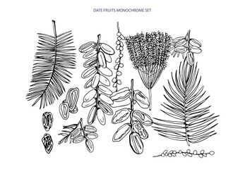 Vector isolated set of date fruits. Date palm leaves and ripe fruits and brunch in sketch vector illustration on white background.