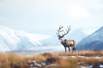 Fototapeta premium solitary caribou with snowy mountain backdrop