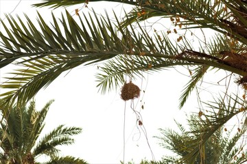 Weaver bird (Ploceus galbula) nest In Jeddah, Saudi Arabia. wildlife urban, Bird watching, Birds, Animals