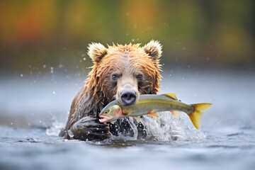 grizzly bear splashing in water chasing salmon