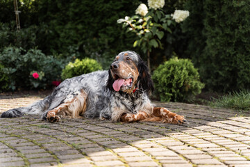 dog English setter laying down in the shadow sunny day tongue out