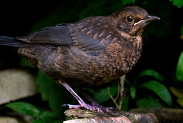 The common blackbird is a species of true thrush. This is a young bird.