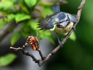 The Eurasian blue tit is a small passerine bird in the tit family, Paridae. It is easily...
