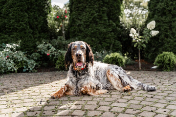 dog English setter laying down in the shadow sunny day tongue out