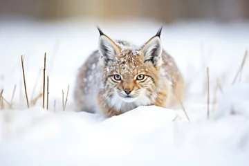 Fotobehang lynx crouched, poised to pounce, in snow © Natalia