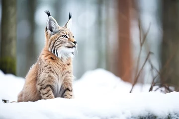 Fototapete Luchs lynx sitting in snow with forest backdrop