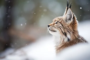 Schilderijen op glas snow-dusted lynx ears twitching © Natalia