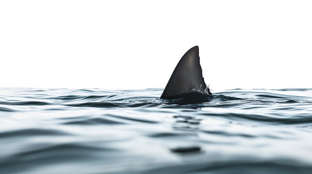 Dorsal shark fin over the water surface isolated on a transparent background