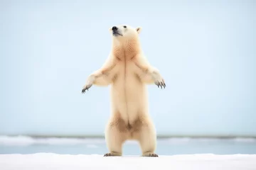 Fotobehang polar bear standing on hind legs, ice background © Natalia