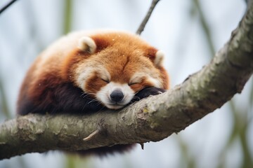 red panda sleeping on a tree branch - Powered by Adobe