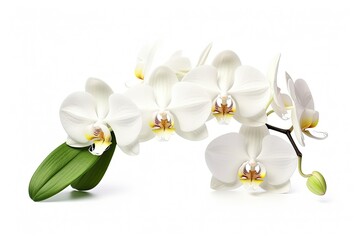 Naklejka na ściany i meble Solitary white orchid on white backdrop