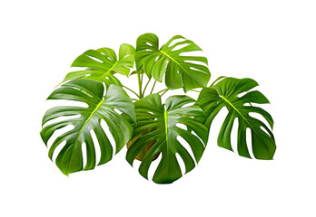 Fototapeta na wymiar Exotic_plants_palm_leaves_monstera_closeup