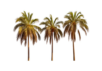 Obraz premium _palm_trees_closeup_full_body