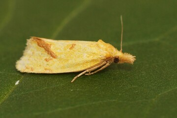 Closeup of the hook-marked straw moth, Agapeta hamana in the garden