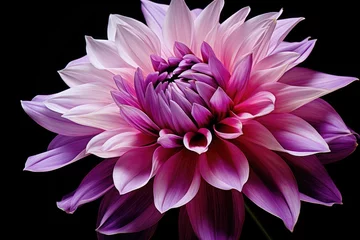 Foto auf Acrylglas Macro dahlia flower in dark chrome surreal colors isolated on black © The Big L