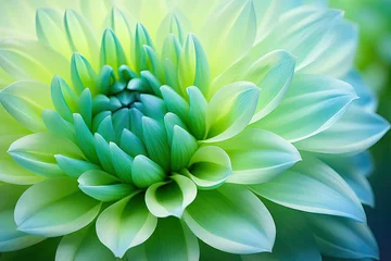 Schilderijen op glas Macro photo of a turquoise green dahlia in nature © The Big L