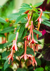 Fototapeta premium Fuchsia magellanica commonly known as the hummingbird fuchsia