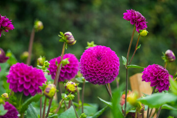 Obraz premium Close-up of purple flowers on blurred background