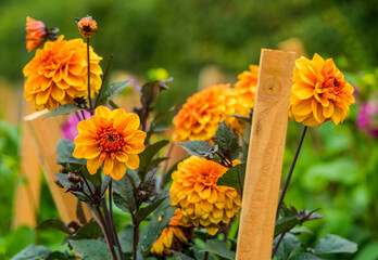 Close-up of yellow-orange flowers against blurred background