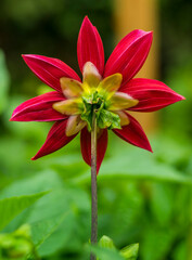Close-up of a red flower against blurred background
