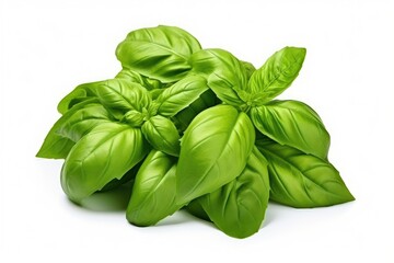 Close-up of isolated sweet basil herb leaves on white background, known as Genovese basil. - obrazy, fototapety, plakaty