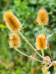 Close-up of wild teasel flowers against blurred background