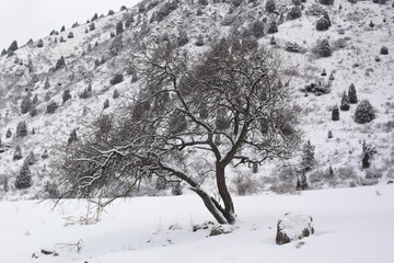 Snow-covered tree against the backdrop of mountains on a winter day.