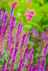 Close-up of purple flowers on blurred background