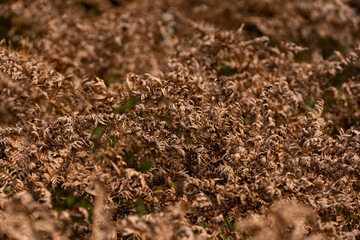 facture of old ferns brown polypodies