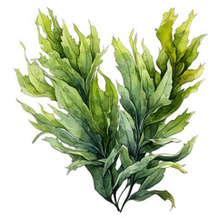 Obraz premium watercolor seaweed clipart, Generative Ai
