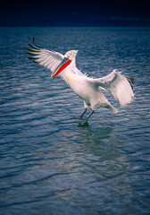 white pelican in flight 