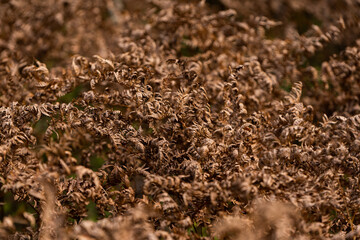 facture of old ferns brown polypodies